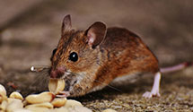 24 Hour & Emergency Exterminators in Cherry Grove, SC